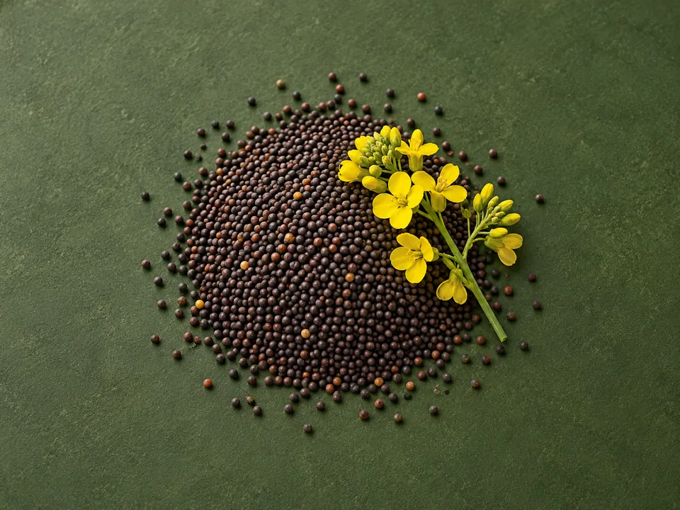 Rapeseed